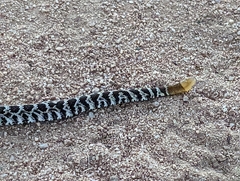 Crotalus oreganus helleri