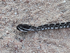 Crotalus oreganus helleri