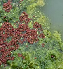 Azolla rubra