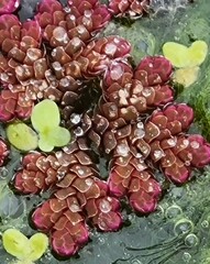 Azolla rubra