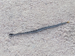 Crotalus oreganus helleri