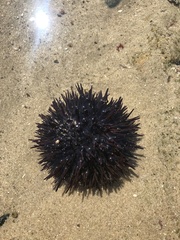 Heliocidaris erythrogramma