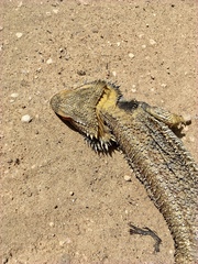 Pogona vitticeps