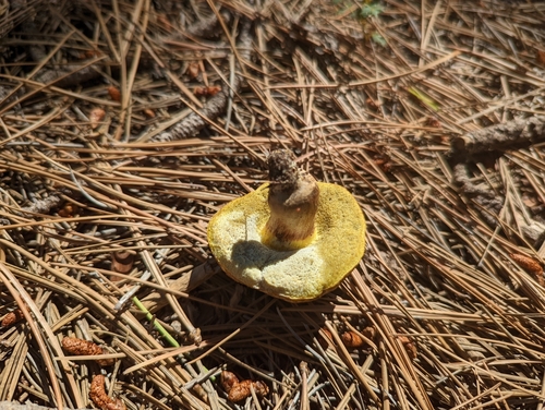 Auksakotis švelniabaravykis nuotrauka