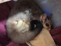 Petaurus norfolcensis