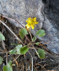 Halerpestes sarmentosa