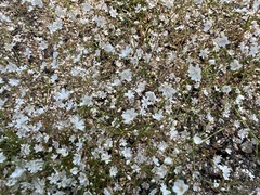 Gypsophila
