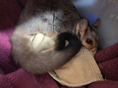 Petaurus norfolcensis