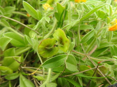 Anthyllis circinnata