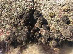 Pyura praeputialis