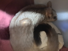 Petaurus norfolcensis