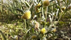 Artemisia macrocephala