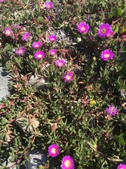 Carpobrotus glaucescens