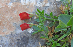 Lathyrus amphicarpos