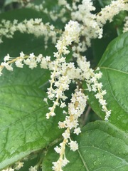 Reynoutria × bohemica