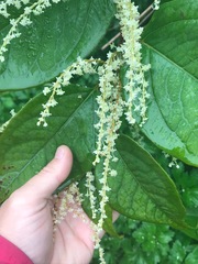 Reynoutria × bohemica