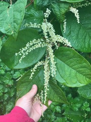 Reynoutria × bohemica