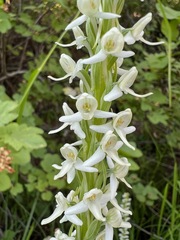 Platanthera dilatata leucostachys