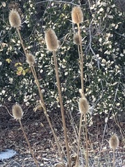 Dipsacus sativus