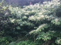 Reynoutria × bohemica