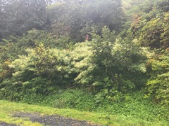 Reynoutria × bohemica