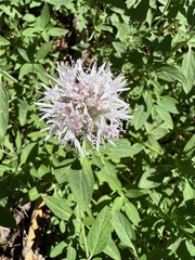 Monardella odoratissima