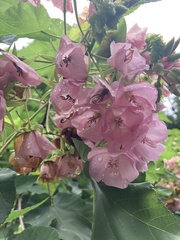 Dombeya wallichii
