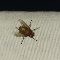 Ormia