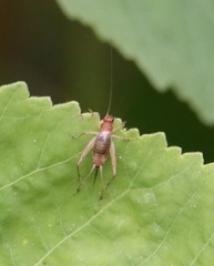 Anaxipha exigua