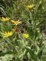 Arnica mollis