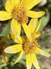 Arnica mollis