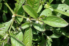 Alternanthera bettzickiana