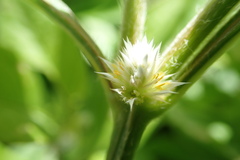 Alternanthera bettzickiana