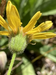Arnica mollis