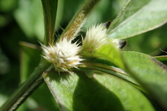 Alternanthera bettzickiana