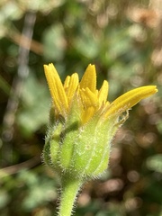 Arnica mollis