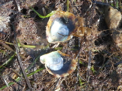 Electroma papilionacea