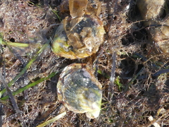 Electroma papilionacea