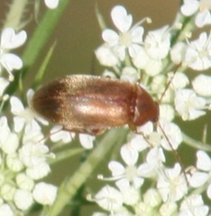 Isomira