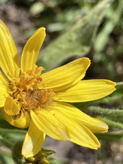 Arnica mollis