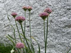 Allium validum