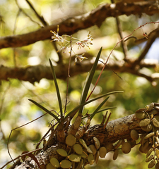 Dendrobium canaliculatum