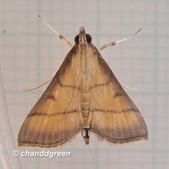 Cnaphalocrocis medinalis