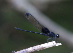 Dysphaea vanida