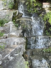 Hypsipetes amaurotis