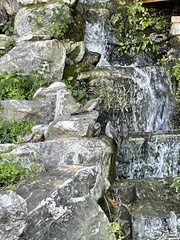 Hypsipetes amaurotis