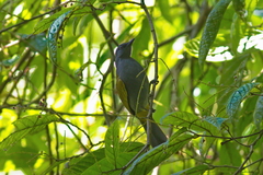 Rubigula cyaniventris