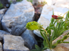 Lathyrus amphicarpos