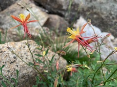 Aquilegia pubescens