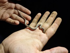 Hypsiglena chlorophaea